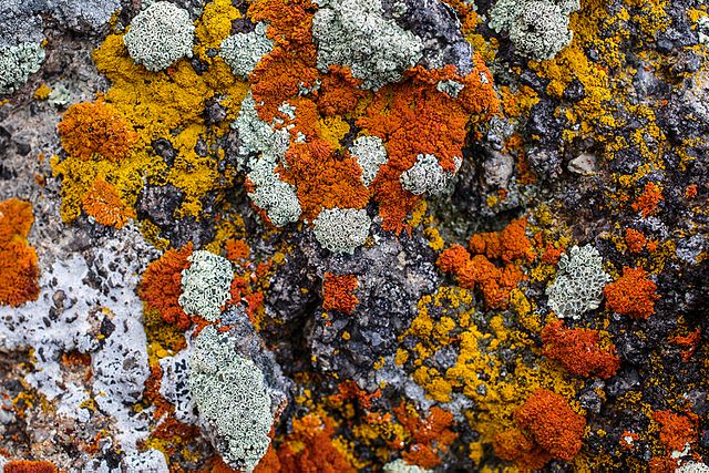 Le lichen est le fruit d’une alliance entre une algue photosynthétique pourvoyeuse d’énergie solaire et d’un champignon dont le mycélium absorbe les sels minéraux de la terre