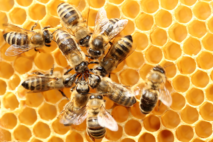 Ce qui est bon pour la ruche est bon pour l'abeille.