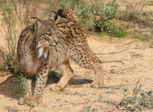 Le lynx pardelle est menacé de disparition car il se nourrit de lapins de garenne.