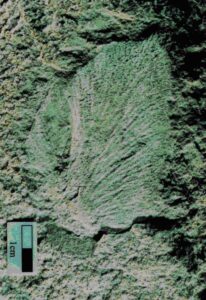 Les chercheurs ont découvert les fragments fossiles de 13 arbres. 