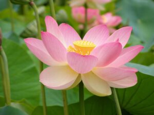 La floraison du lotus représente l'être complètement accompli. 